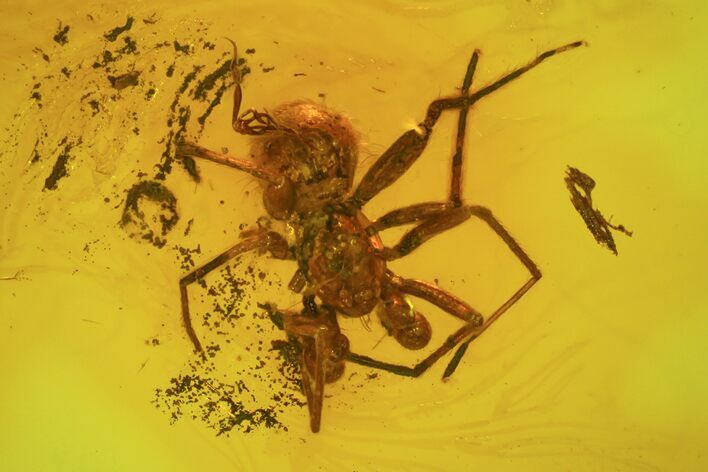 Fossil Spider (Aranea) In Baltic Amber #58091